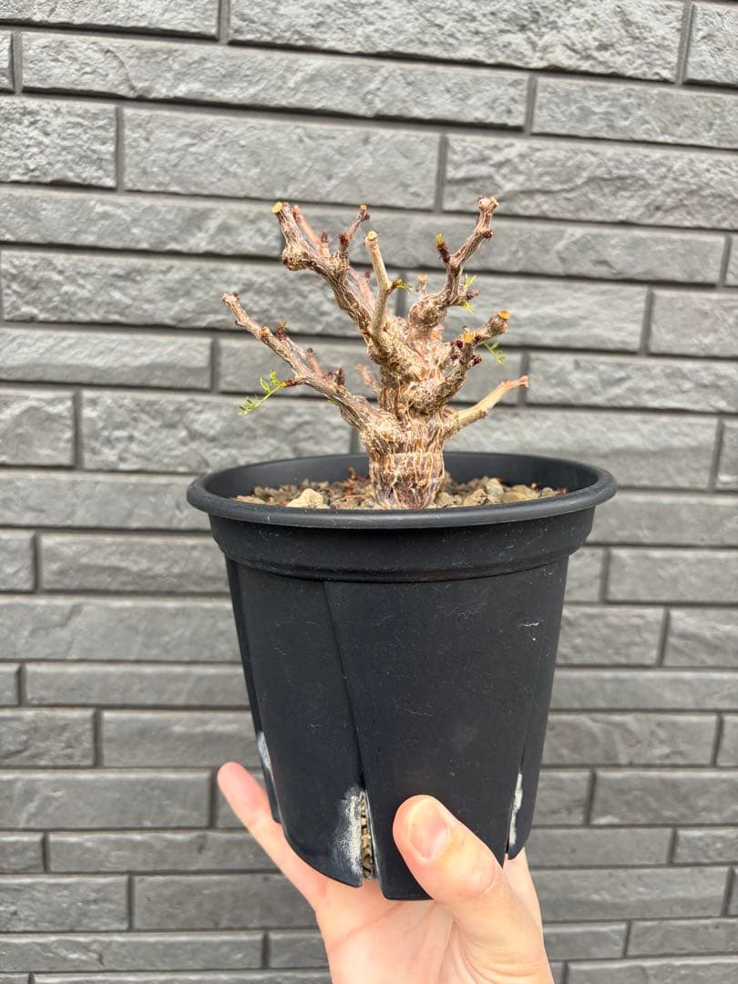 センナ　メリディオナリス　実生株