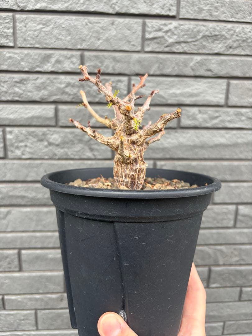 センナ　メリディオナリス　実生株