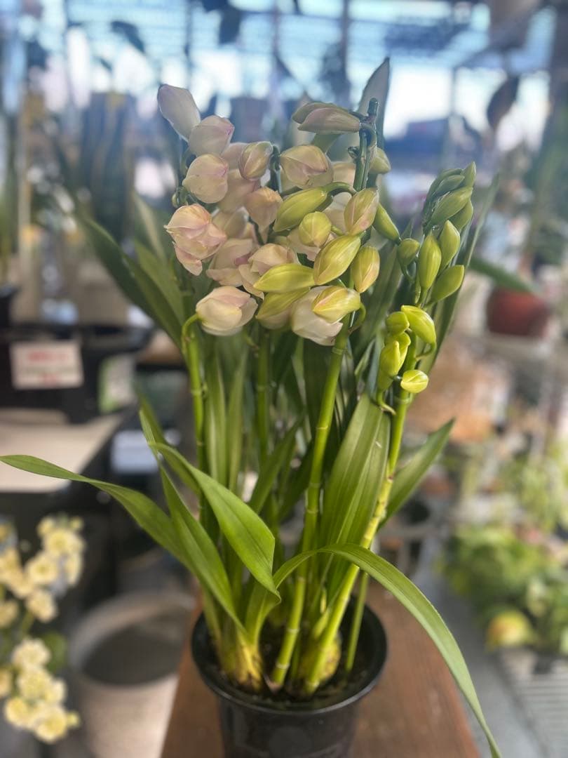 シンビジウム　ピンクペルぺチュエル 4F ST 高さ約70㎝　蕾沢山