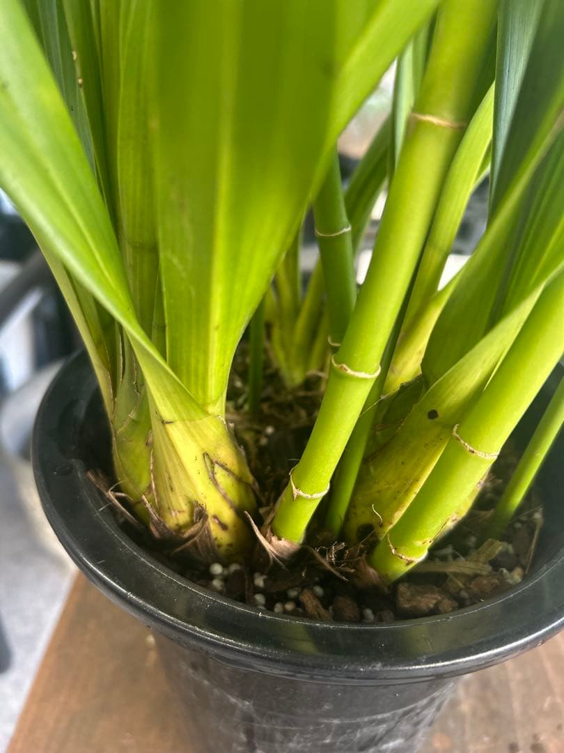 シンビジウム　ピンクペルぺチュエル 4F ST 高さ約70㎝　蕾沢山