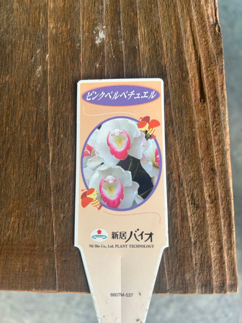 シンビジウム　ピンクペルぺチュエル 4F ST 高さ約70㎝　蕾沢山
