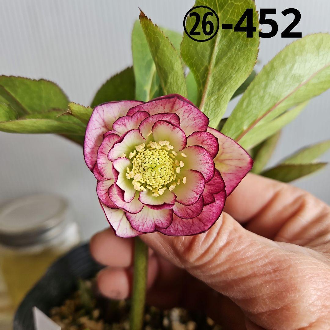 ㉖-452クリスマスローズ