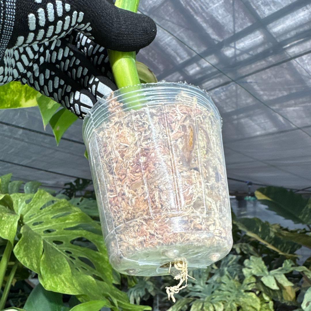 3 モンステラ　ボルギシアナ　オーレア　黄斑　健康成長点カット苗