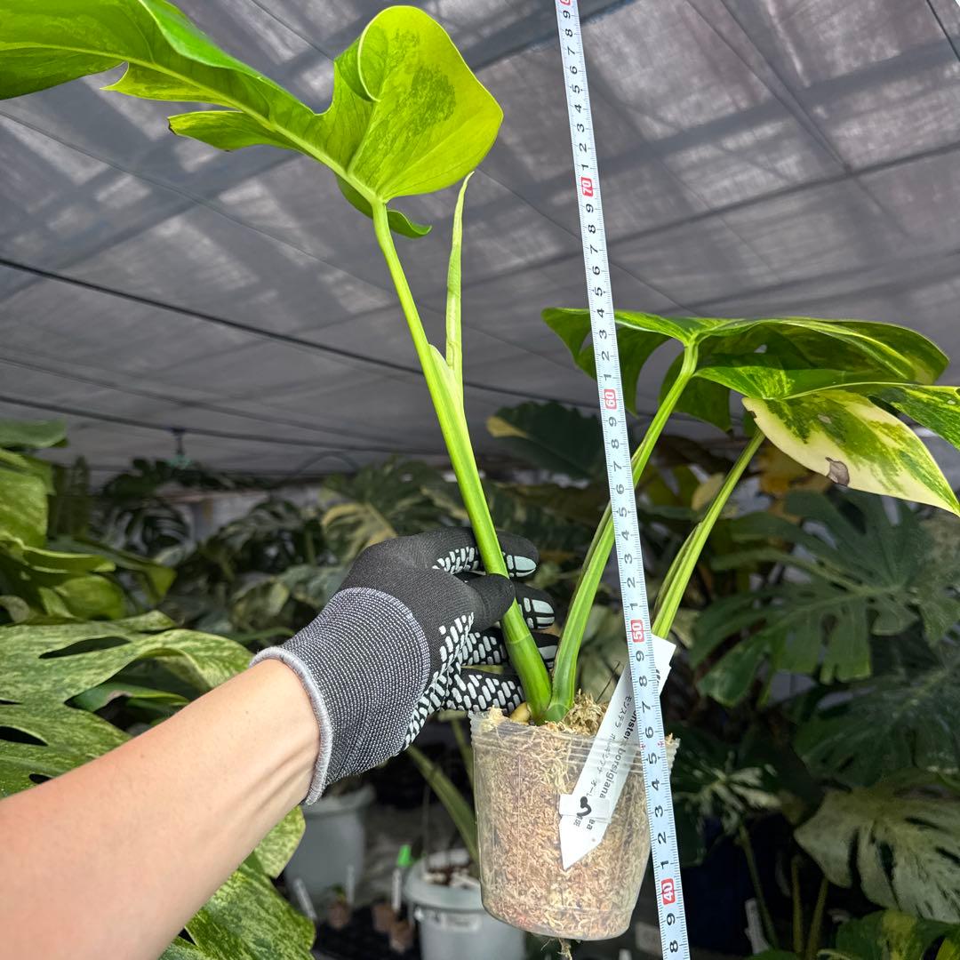 3 モンステラ　ボルギシアナ　オーレア　黄斑　健康成長点カット苗