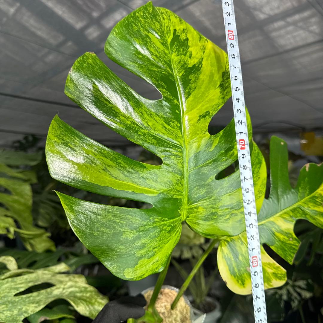 3 モンステラ　ボルギシアナ　オーレア　黄斑　健康成長点カット苗