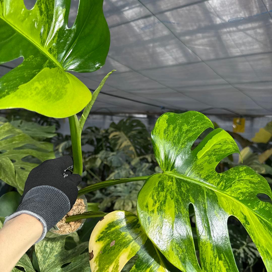 3 モンステラ　ボルギシアナ　オーレア　黄斑　健康成長点カット苗