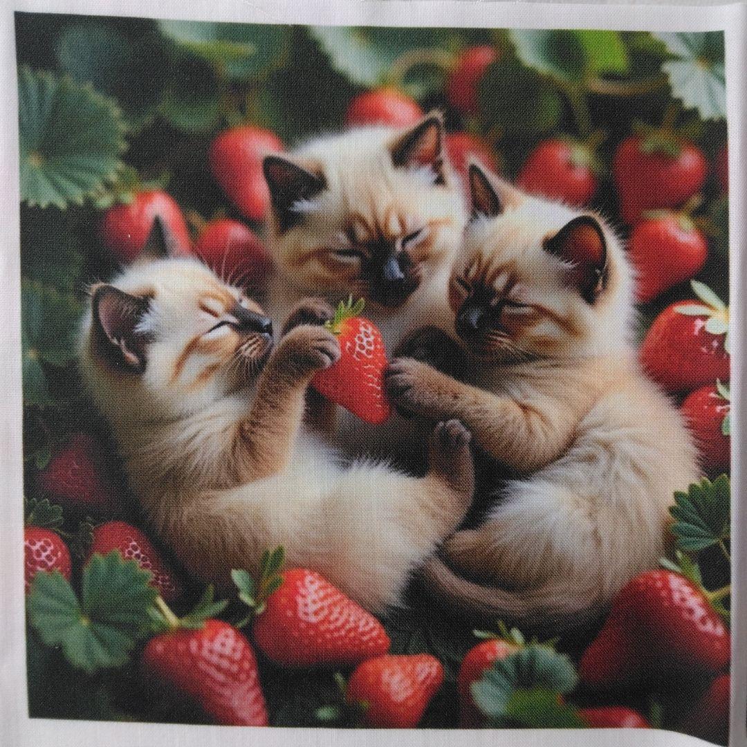 ☆受付☆Tabit様シーズー・猫