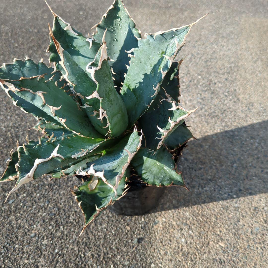 海さん様確認アガベ 大株 鋸歯状の葉