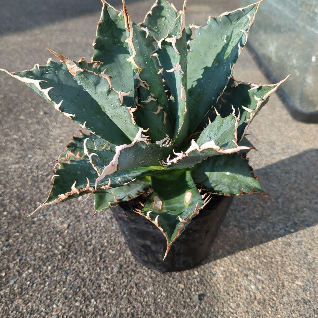 海さん様確認アガベ 大株 鋸歯状の葉