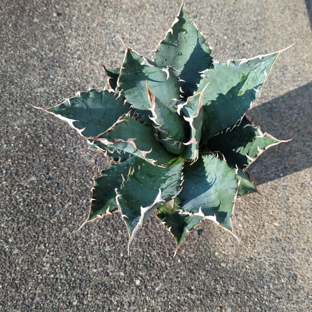 海さん様確認アガベ 大株 鋸歯状の葉