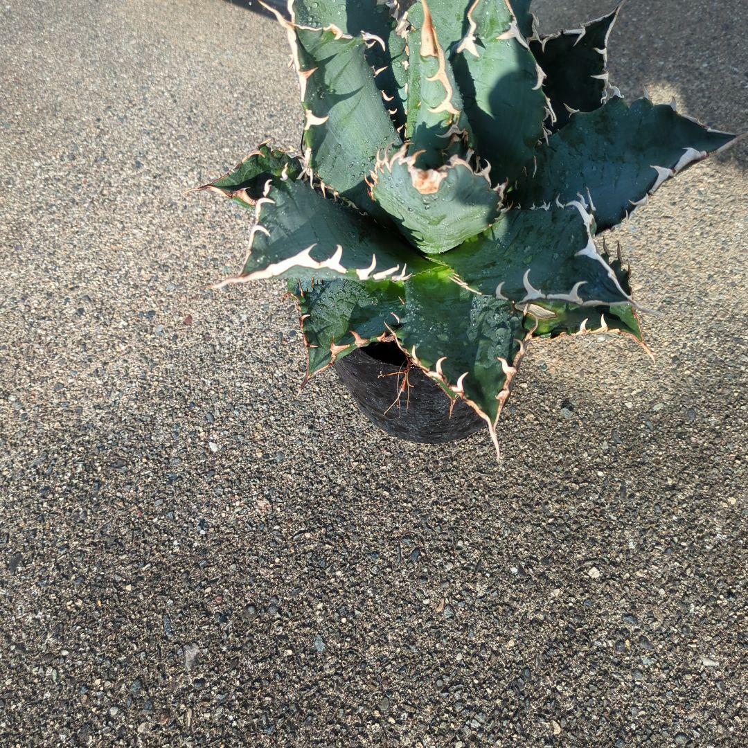 海さん様確認アガベ 大株 鋸歯状の葉