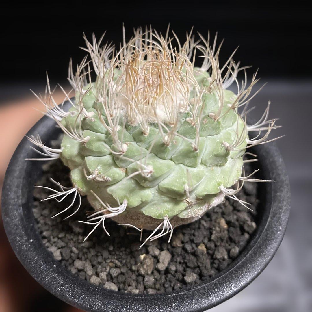 優良株　菊水　実生10年超　自家繁殖苗　サボテン　多肉植物