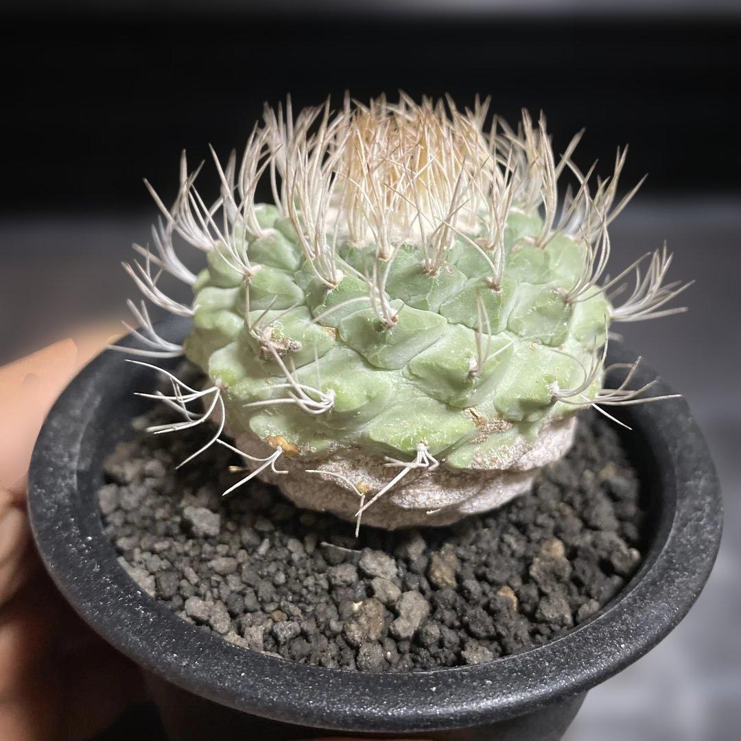 優良株　菊水　実生10年超　自家繁殖苗　サボテン　多肉植物