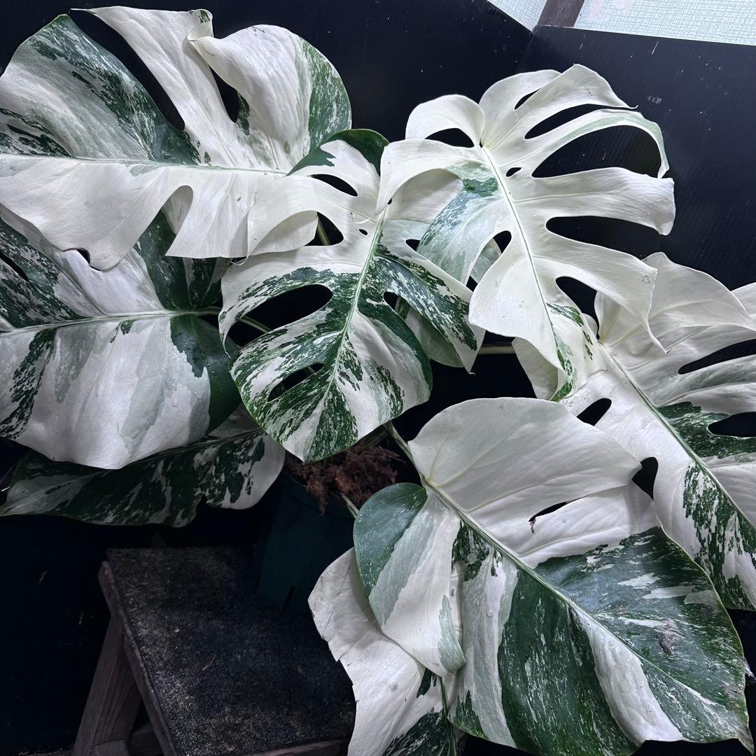 め*ぴ様 斑入りモンステラ ホワイトタイガー極美大株55cm白斑多