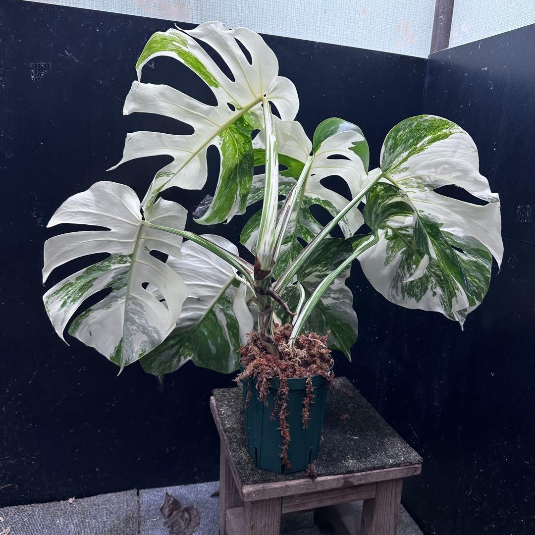 め*ぴ様 斑入りモンステラ ホワイトタイガー極美大株55cm白斑多