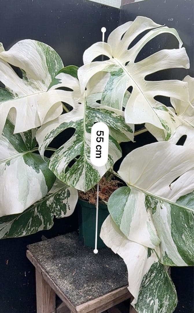 め*ぴ様 斑入りモンステラ ホワイトタイガー極美大株55cm白斑多