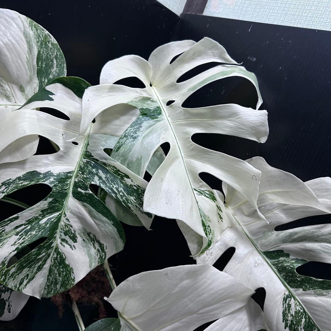 め*ぴ様 斑入りモンステラ ホワイトタイガー極美大株55cm白斑多