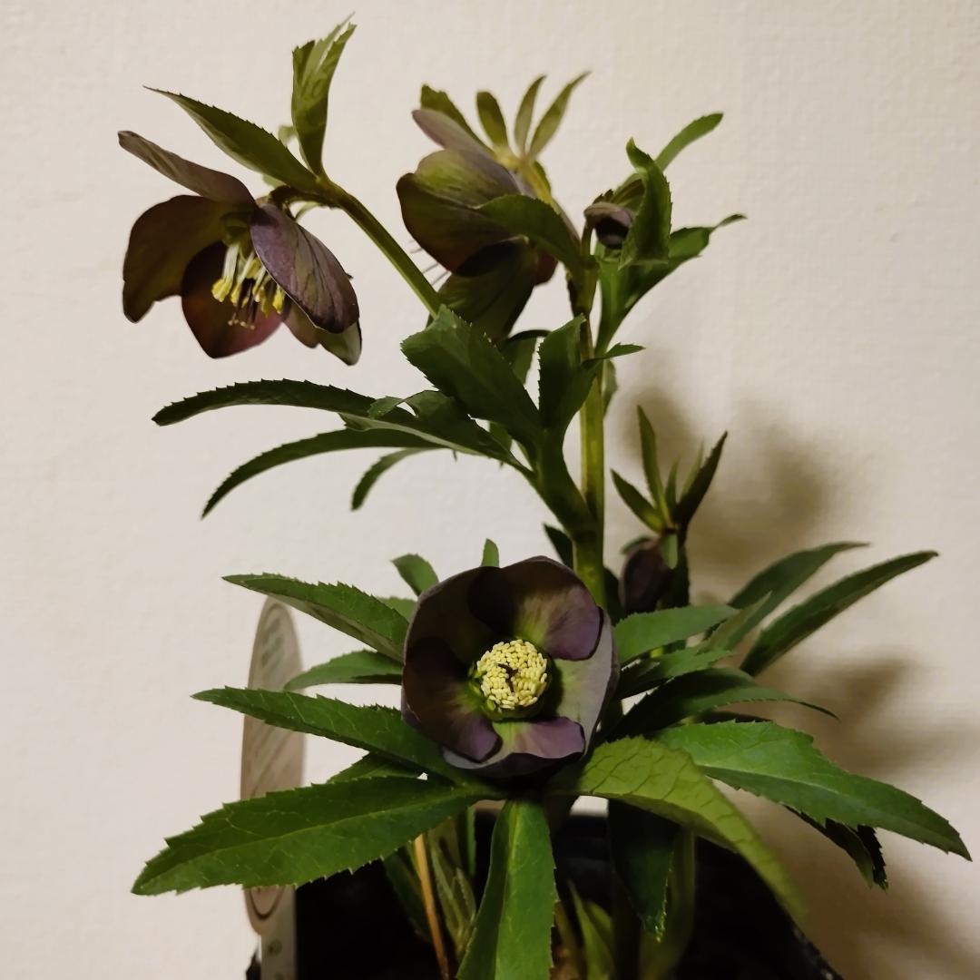 ssプチドールグレー系バイカラー　ssパールエッジ・dd多弁原種交配他交配済