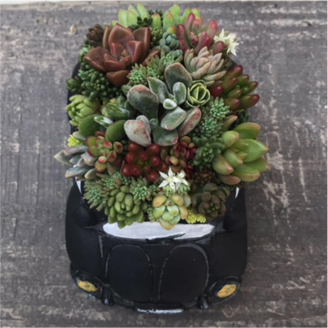★多肉の寄せ植え〜flower29car  マットブラック〜★