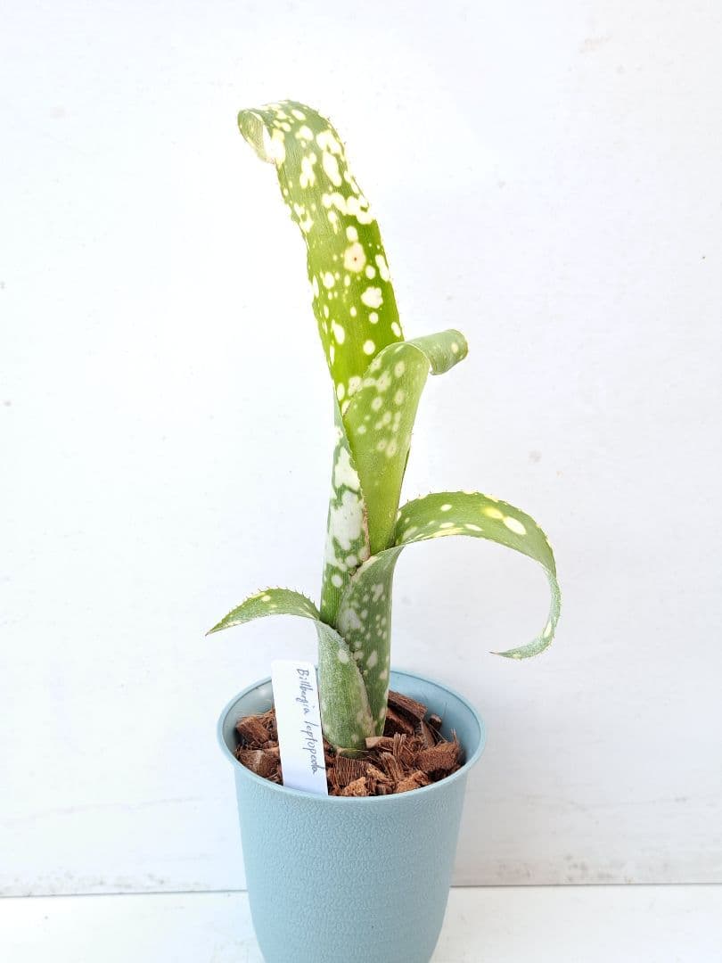 ビルベルギア レプトポーダ 抜き苗 速達便 タンクブロメリア 観葉植物