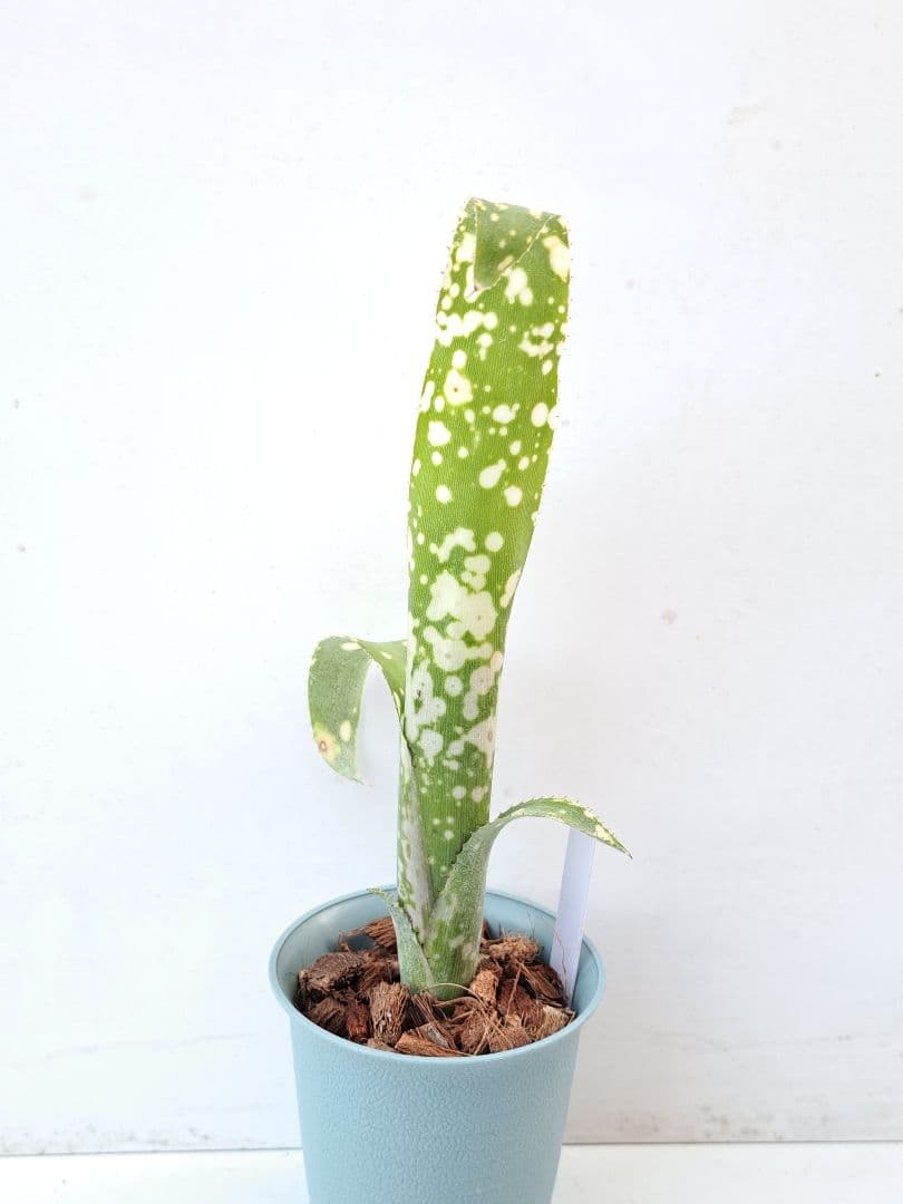 ビルベルギア レプトポーダ 抜き苗 速達便 タンクブロメリア 観葉植物