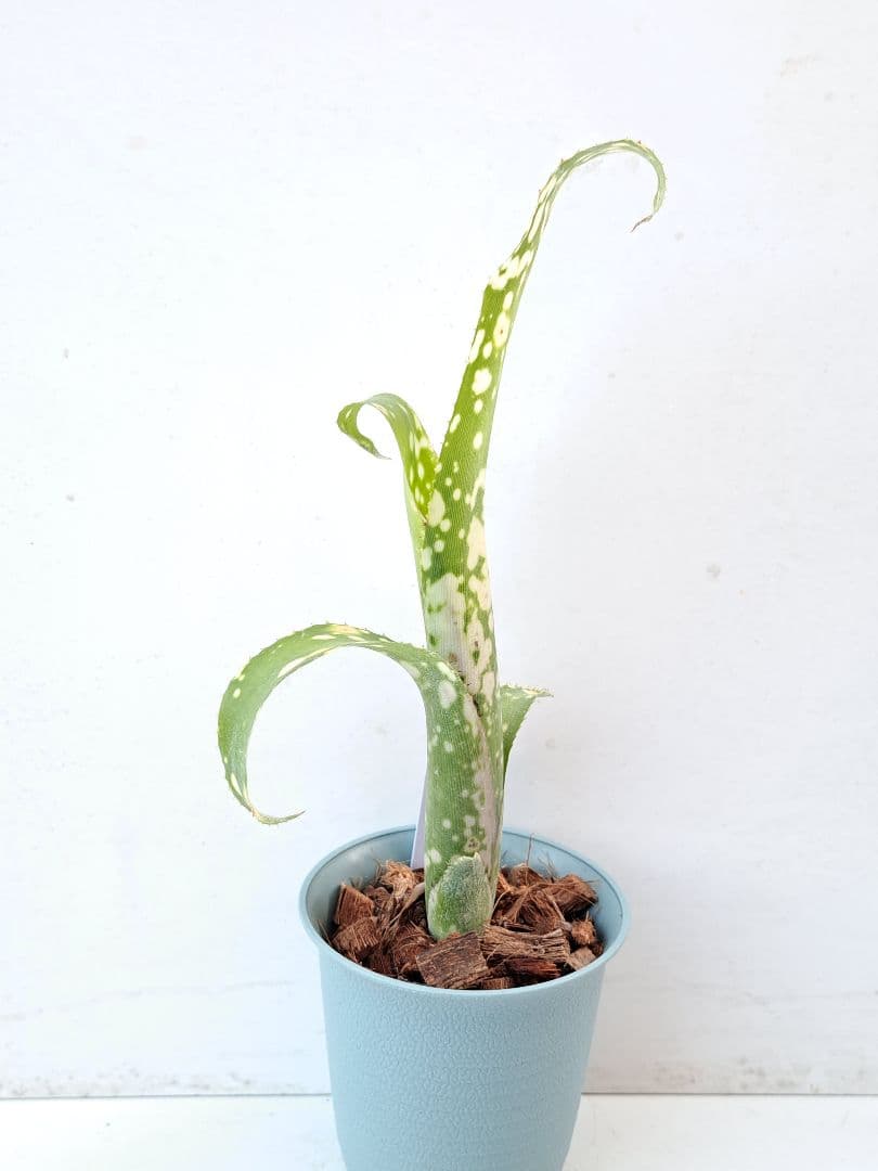 ビルベルギア レプトポーダ 抜き苗 速達便 タンクブロメリア 観葉植物