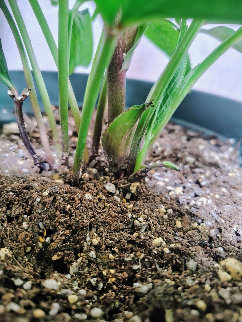 【元花屋管理】★大和園・希少名花★ ソメイヨシノ色小輪 カップ咲き 7号大株