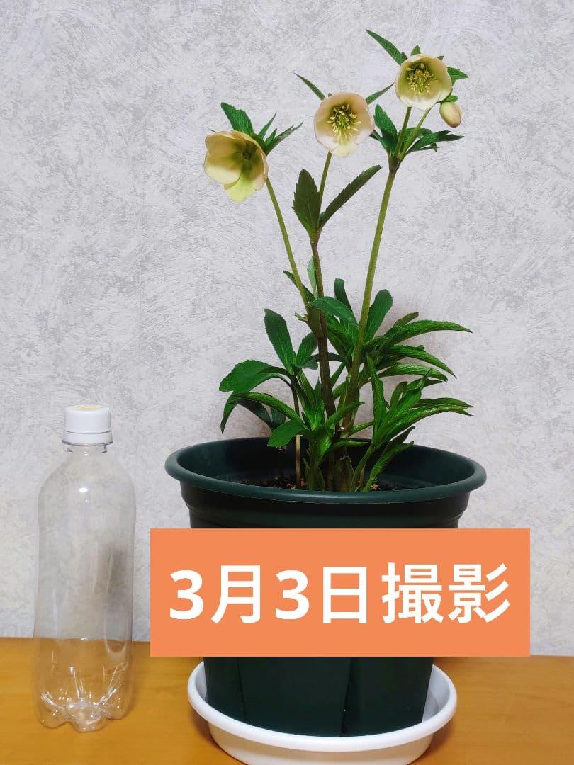 【元花屋管理】★大和園・希少名花★ ソメイヨシノ色小輪 カップ咲き 7号大株