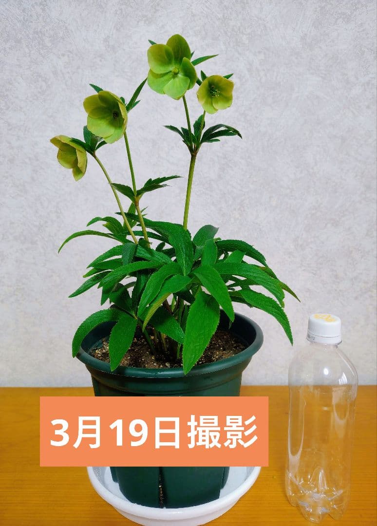 【元花屋管理】★大和園・希少名花★ ソメイヨシノ色小輪 カップ咲き 7号大株