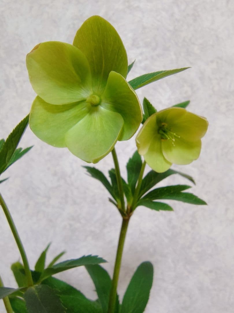 【元花屋管理】★大和園・希少名花★ ソメイヨシノ色小輪 カップ咲き 7号大株