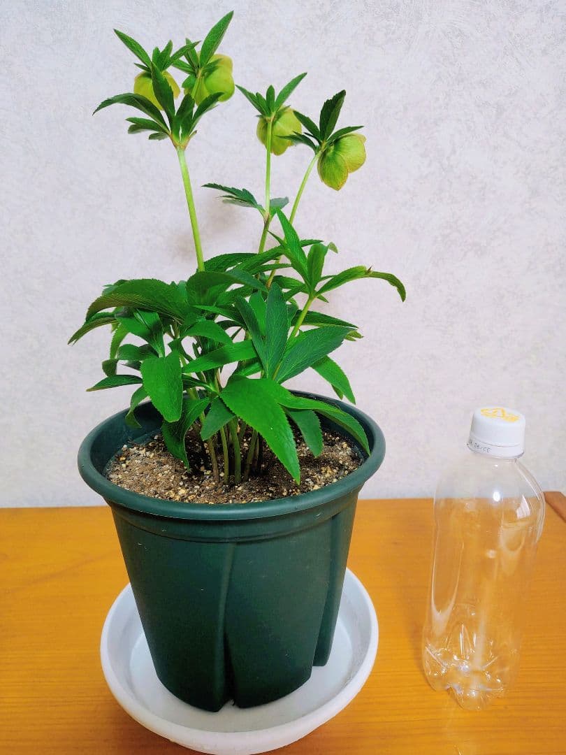 【元花屋管理】★大和園・希少名花★ ソメイヨシノ色小輪 カップ咲き 7号大株