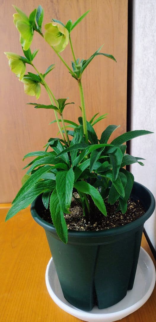 【元花屋管理】★大和園・希少名花★ ソメイヨシノ色小輪 カップ咲き 7号大株