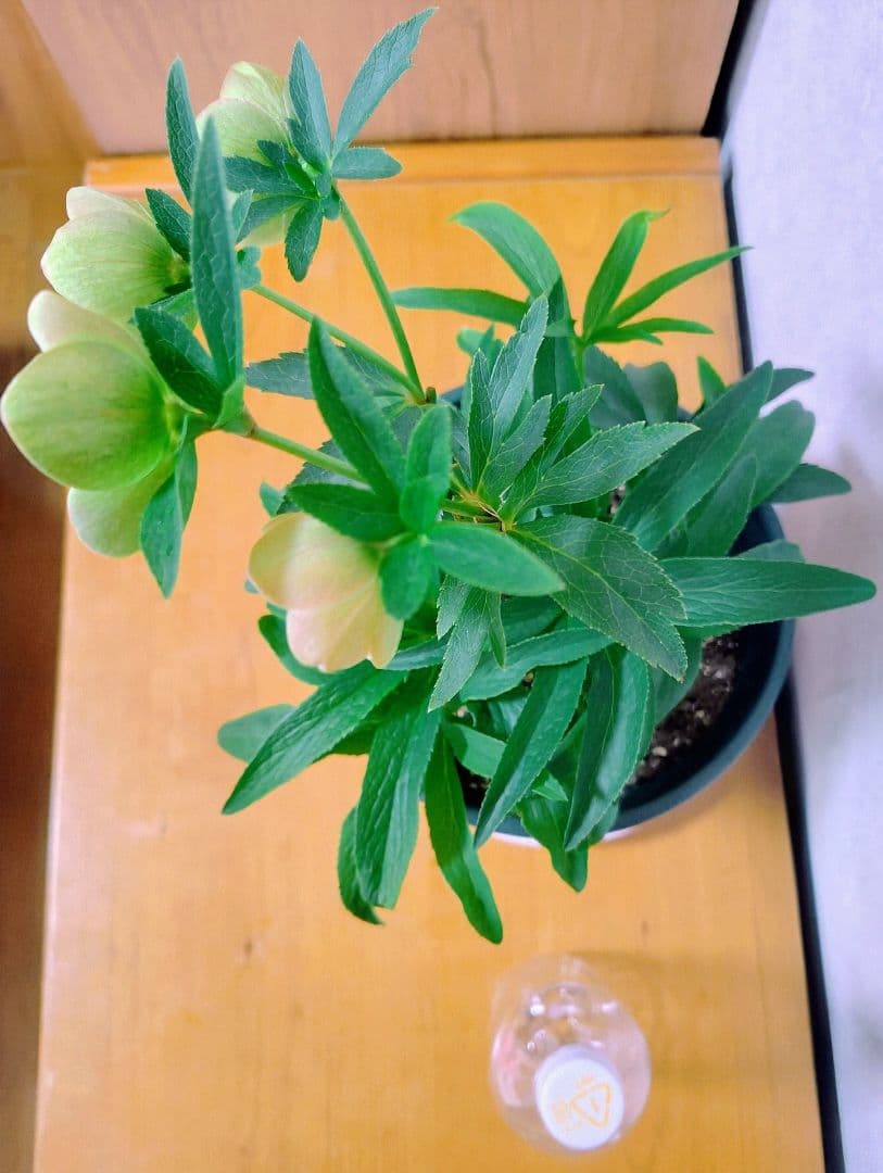 【元花屋管理】★大和園・希少名花★ ソメイヨシノ色小輪 カップ咲き 7号大株