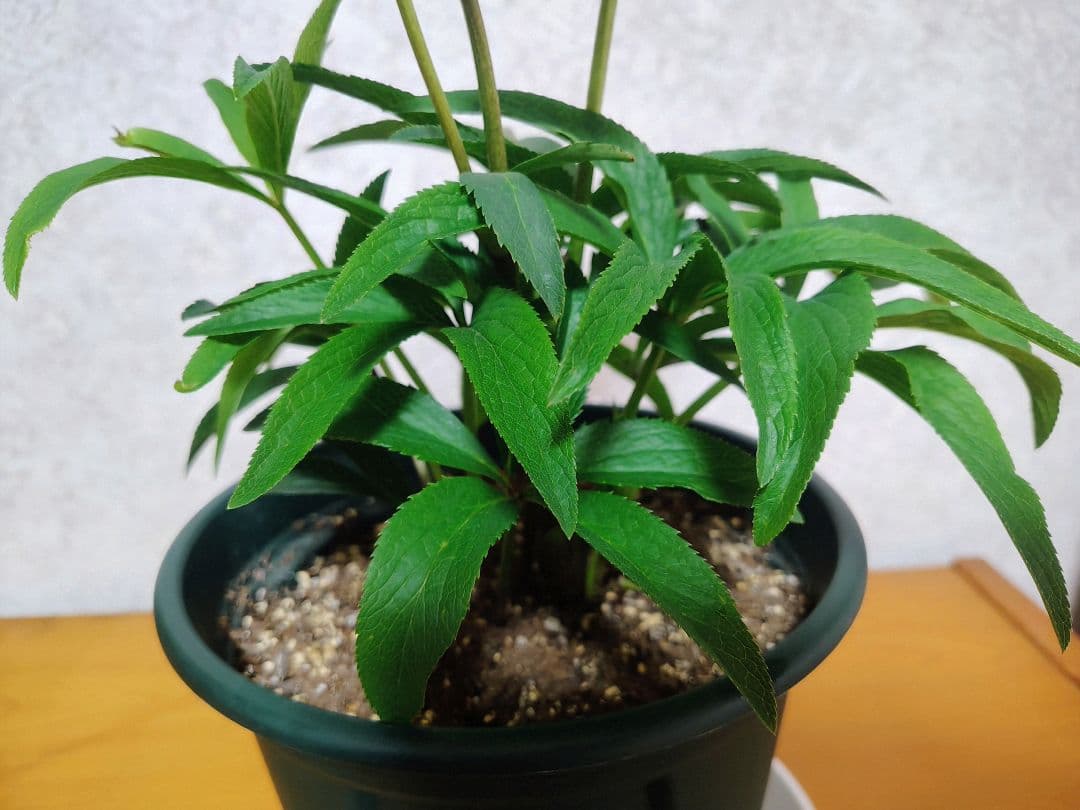 【元花屋管理】★大和園・希少名花★ ソメイヨシノ色小輪 カップ咲き 7号大株