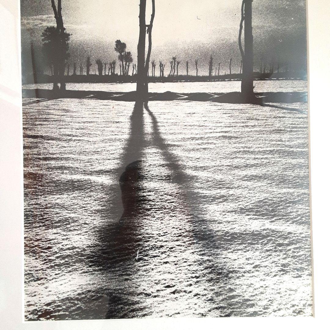 モノクロ自然風景　アルミフレーム　　トネリコの木