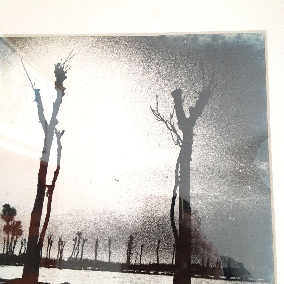 モノクロ自然風景　アルミフレーム　　トネリコの木