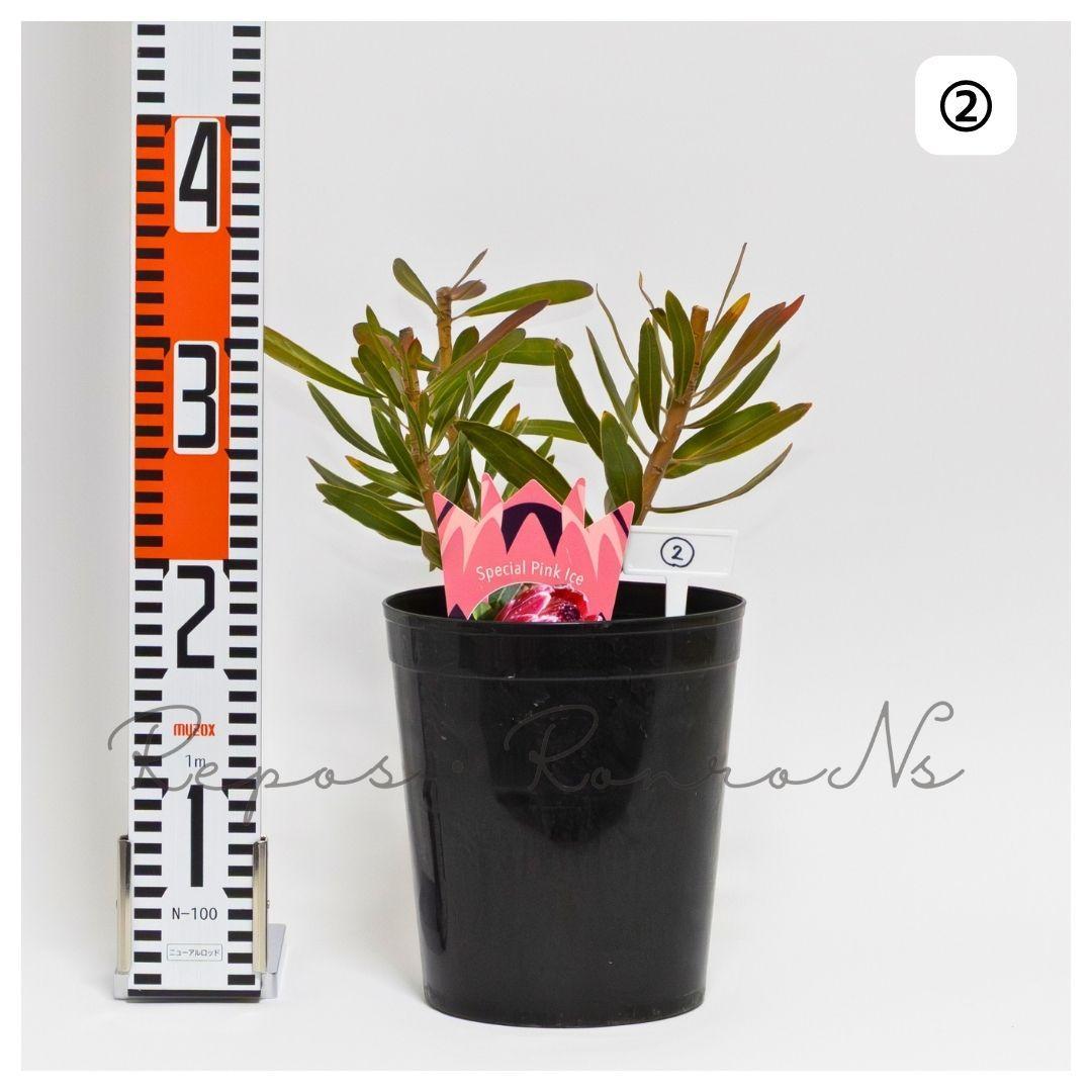 プロテア：スペシャルピンクアイス②（6号）ネイティブプランツ　オージプランツ