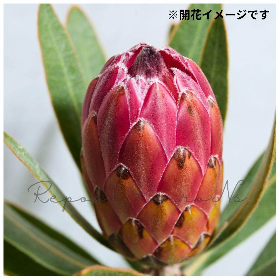 プロテア：スペシャルピンクアイス②（6号）ネイティブプランツ　オージプランツ