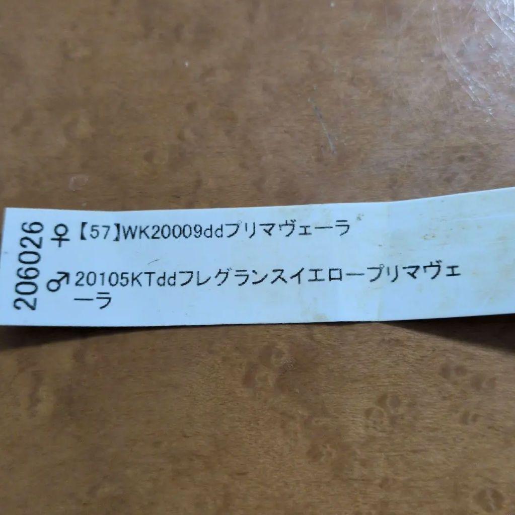 送料込加藤農園・丸弁整形クリスマスローズ苗・株分け　1点のみ