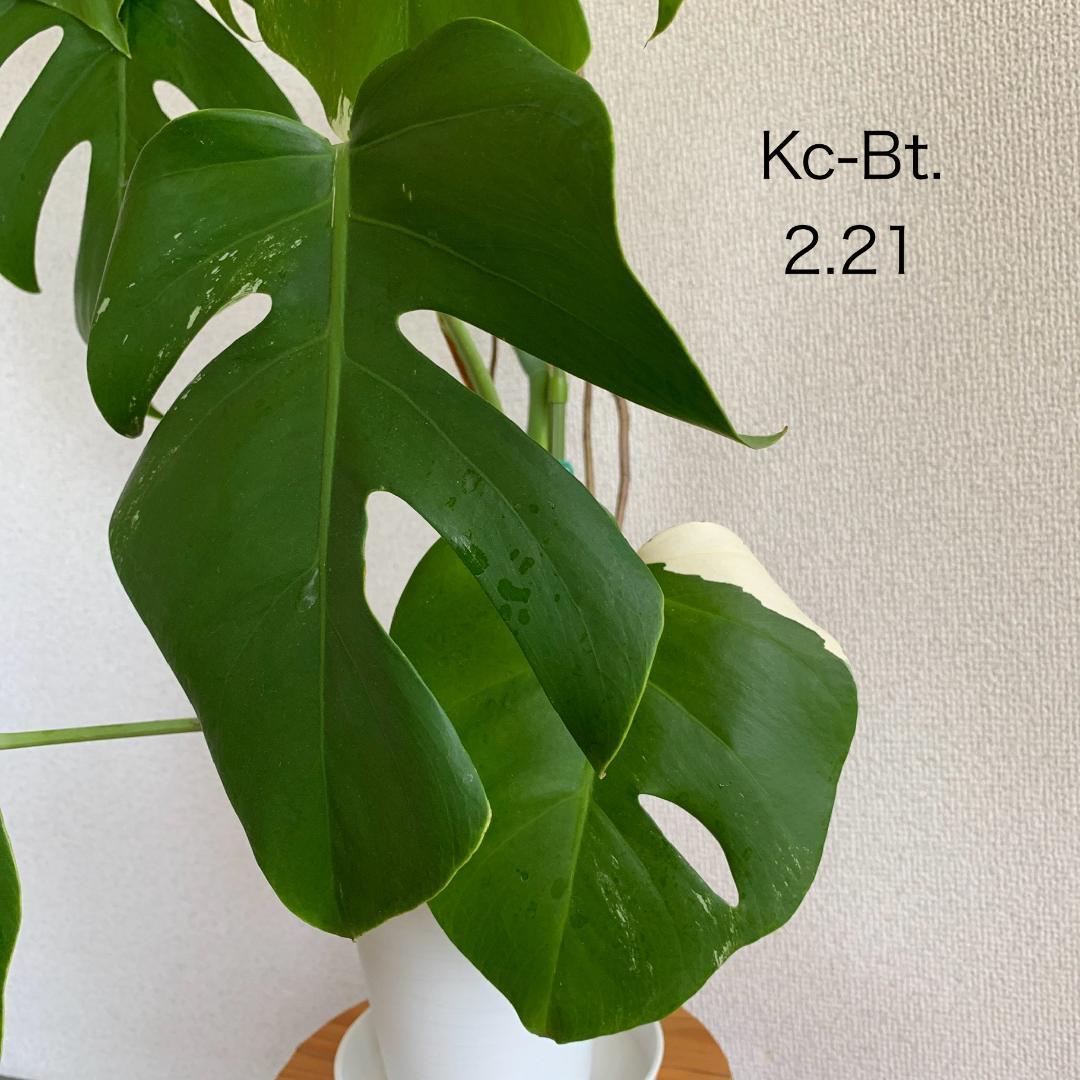 【Kc-Bt】モンステラ 斑入り ボルシギアナ 鉢植え 高さ 84cm