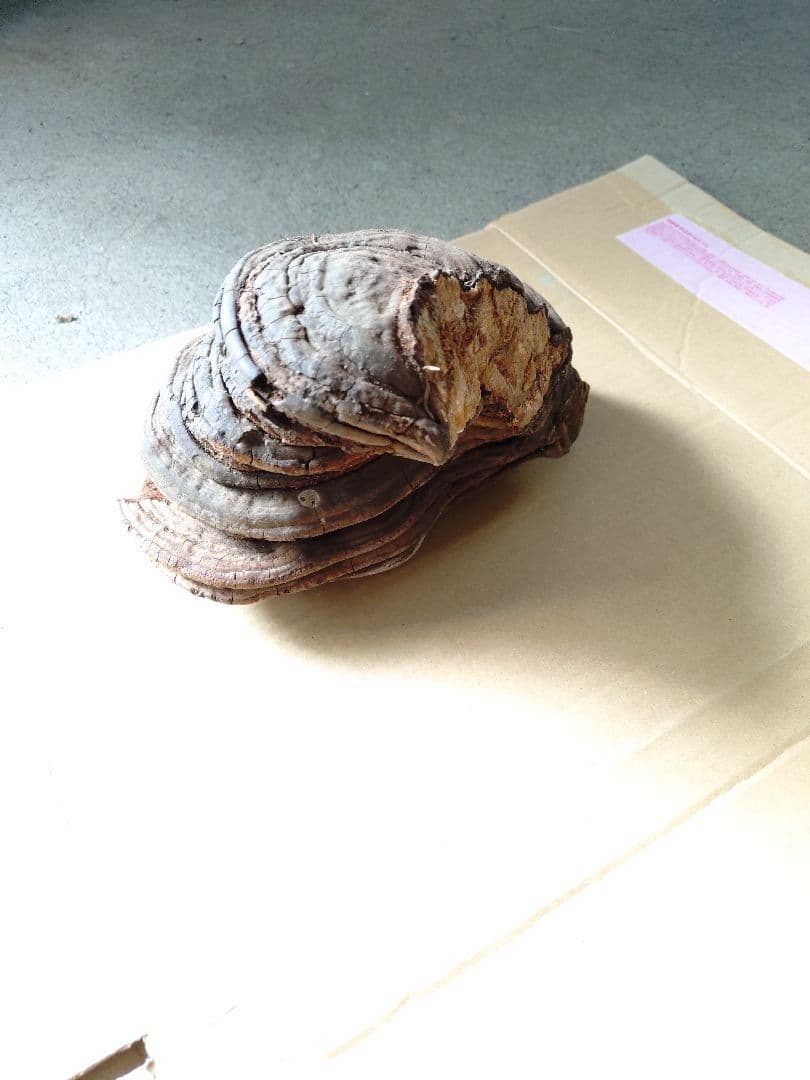 サルノコシカケ1083g