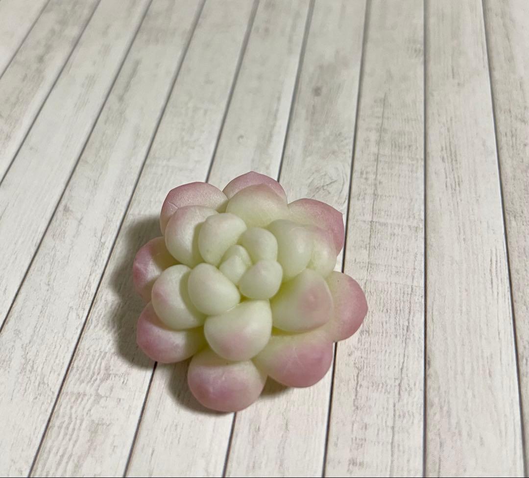 【mog】樹脂粘土のエケベリア