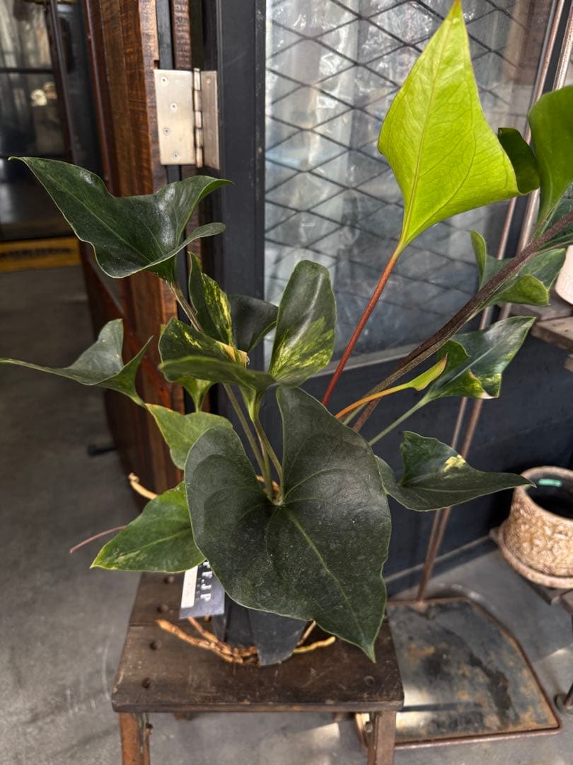 アンスリウム アンディコラ アロー 斑入り 5号 742