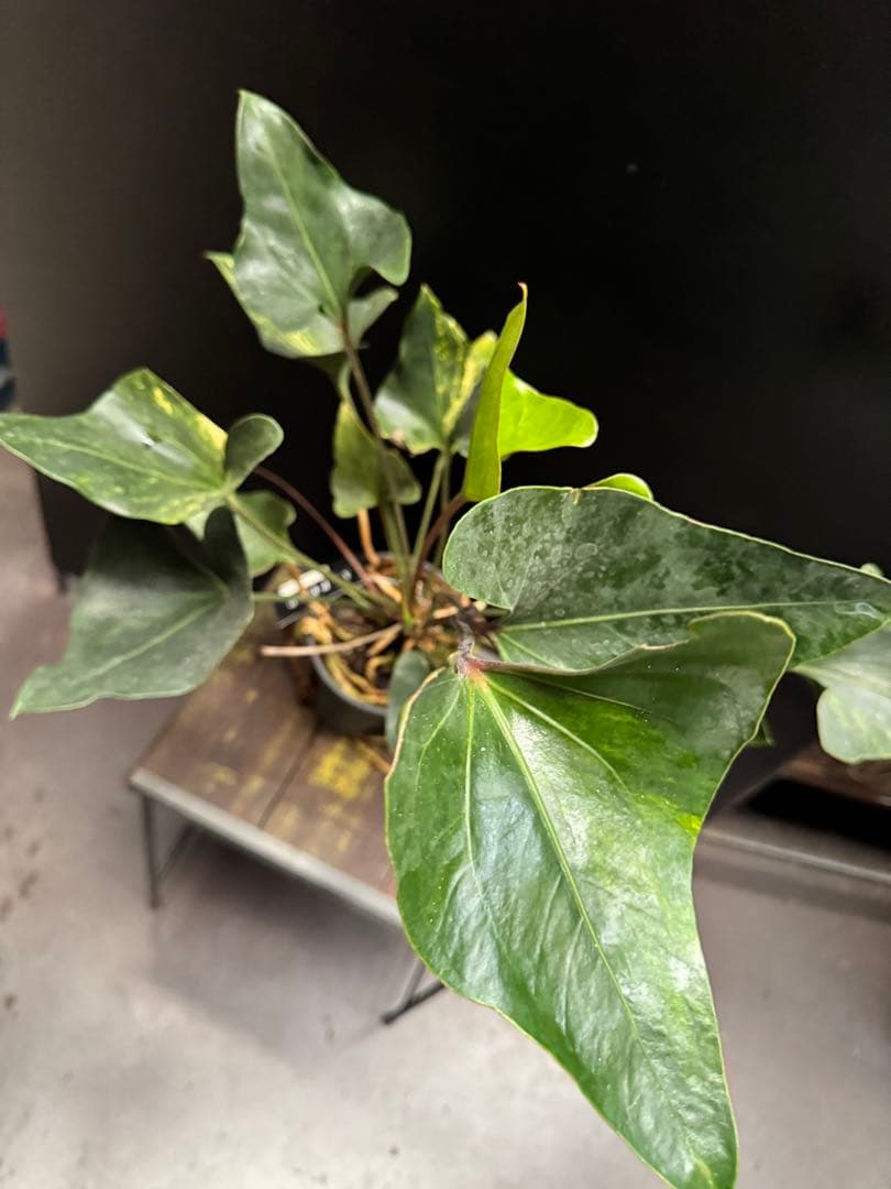 アンスリウム アンディコラ アロー 斑入り 5号 742