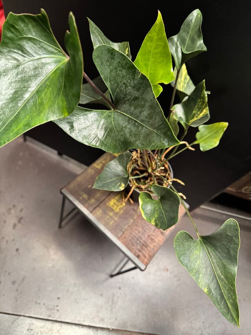 アンスリウム アンディコラ アロー 斑入り 5号 742