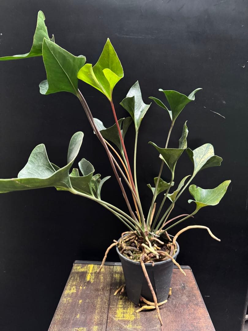 アンスリウム アンディコラ アロー 斑入り 5号 742