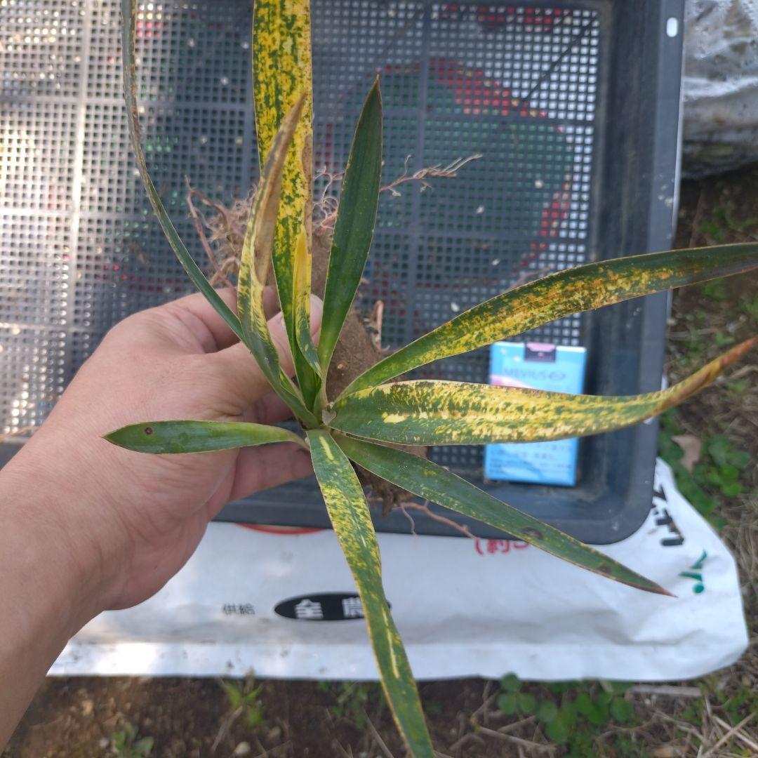 ユッカグロリオサ散り斑