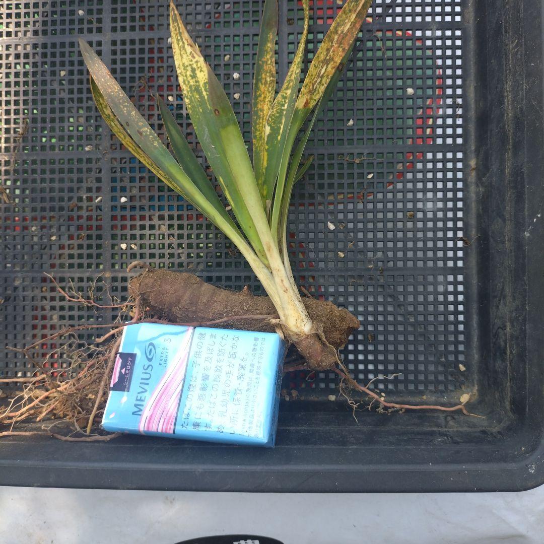 ユッカグロリオサ散り斑