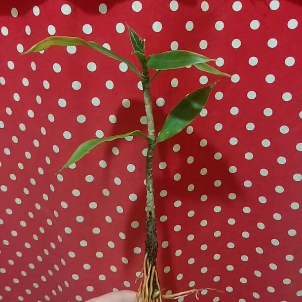 ドラセナ　ソングオブジャマイカ　苗　バラ売り