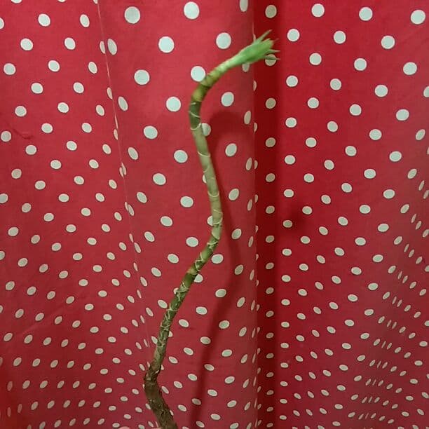 ドラセナ　ソングオブジャマイカ　苗　バラ売り